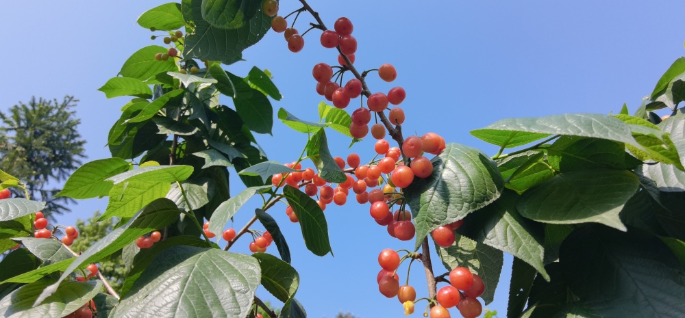 2025成都·蒲江樱桃旅游季启幕 以“抿甜”滋味，品文旅盛宴